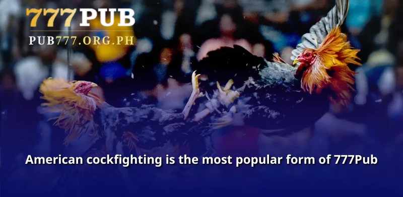 American cockfighting is the most popular form of 777Pub