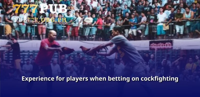 Experience for players when betting on cockfighting