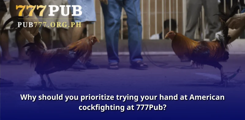 Why should you prioritize trying your hand at American cockfighting at 777Pub?