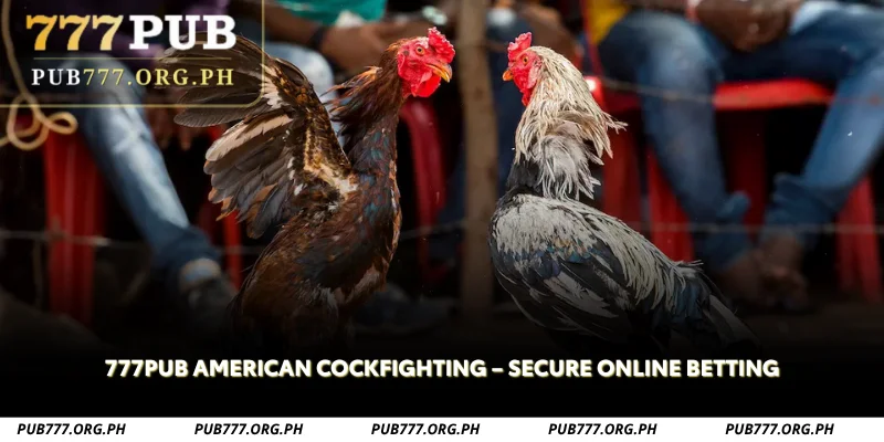 777pub american cockfighting