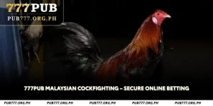 777pub malaysian cockfighting