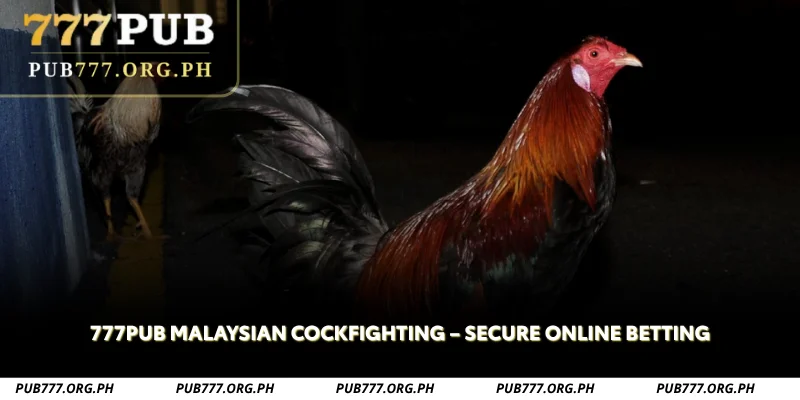 777pub malaysian cockfighting