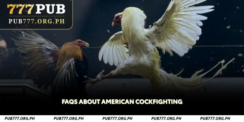 faqs about american cockfighting
