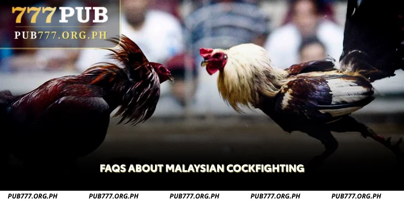 faqs about malaysian cockfighting