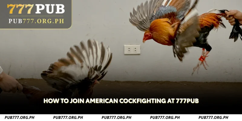 how to join american cockfighting at 777pub
