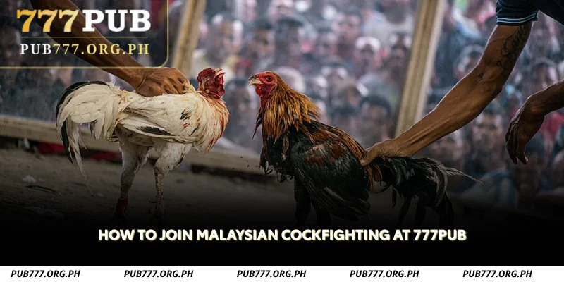 how to join malaysian cockfighting at 777pub