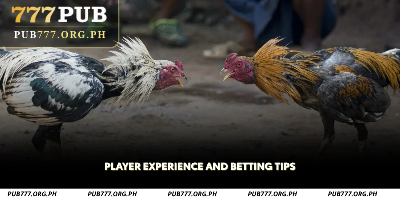 player experience and betting tips